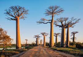 The island was conquered by the french in 1896 who made it a colony; Madagascar Bmz