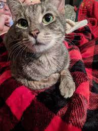 My Christmas Gift Was Adopting This Girl From Our Humane Society Crazy Cats Tabby Cat Cats And Kittens
