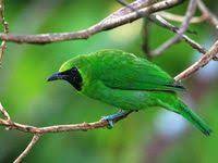 Pin Di Cucak Ijo Green Leafbird