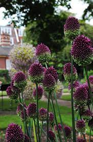 Chelsea Physic Garden Plants Beautiful Flowers Beautiful Gardens