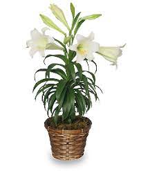 Planted in spring or fall, they thrive in full sun to part shade locations and do great as potted plants or as cut flowers. Plant Care Tips For Potted Easter Lilies