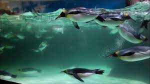 Best phillip island penguin parade tours with so much to see and do including watching waddle ashore at sunset. Penguins At Melbourne Aquarium Youtube