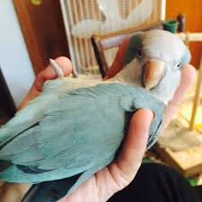 Browse through available doves for sale by aviaries, breeders and bird rescues. My Blue Quaker Parrot Imgur
