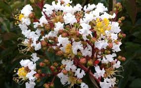 Lagerstroemia Crape Myrtle Portland Nursery