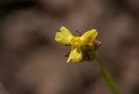 Image result for Xyris anceps