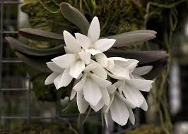 Image result for Aerangis