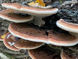 Image result for Ischnoderma resinosum