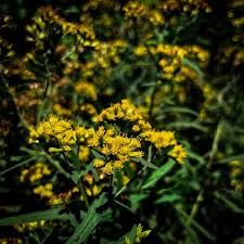 Image result for Chamaecrista grantii