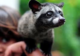 Asian Palm Civet Pictures Diet Breeding Life Cycle Facts Asian Palm Civet Cat Facts Animals Beautiful