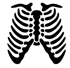 Rib cage png images of 20. Download Free Png Skeleton Rib Cage Svg 2065898 Png Images Pngio