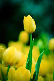 Pin On Flowers