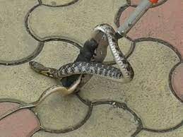 3ft Chequered Keelback Snake