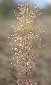 Image result for Eragrostis viscosa