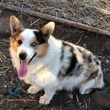 The first is the male, the second 2 are females. Corgis R Us Home Facebook