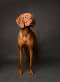 Owner And Sometime Breeder Of Champion Vizslas Vizsla Dogs Weimaraner Puppies Vizsla