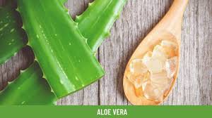 There are two main parts of the aloe vera plant that are extracted for their beneficial properties. Aloe Vera Health Benefits Uses Dosage And Side Effects