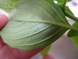 Spider mites can get out of hand quickly, and keeping your plants watered regularly, free of dust, and pruned can help keep them away. Red Spider Mites And Eggs On A Basil Leaf Jimmy Tan S Photo Gallery