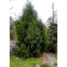 Image result for Dacrydium cupressinum