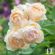 Rosa 'wollerton old hall' rosa 'wollerton old hall' david austin english rose zone 5. Wollerton Old Hall David Austin Roses Climbing Roses English Roses