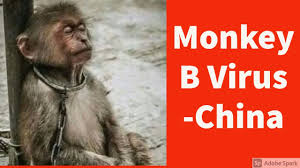 The monkey b virus can be spread through direct contact with the infected money or via the exchange of bodily secretions. Vdntnow8uaomsm