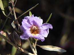 Image result for Petalidium bracteatum