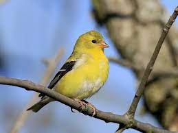 Their population has declined since 1960 due to habitat loss. American Goldfinch Identification All About Birds Cornell Lab Of Ornithology