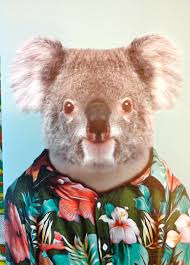 Kevin Koala Greeting Card He S Awesome Koala Illustration Animals Animal Tshirt