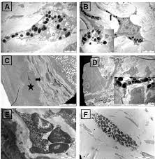 The eu heads of states and governments have discussed and rejected the initiative proposed by german chancellor angela merkel and french president emmanuel macron to hold a meeting between the eu. Merkel Like Cells In The Murine Conjunctival Stroma F1000research