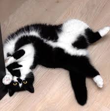 Pin By Panda Is Thy Name On Animaux Cute Animals Cats Animal Lover