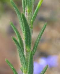 Image result for Selago dinteri