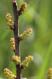 Image result for Myricaceae