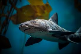 Watch The Live Kelp Forest Cam At The Monterey Bay Aquarium And Watch A Feeding Show In 2020 Monterey Bay Aquarium Kelp Forest Leopard Shark
