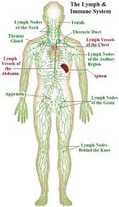Es gliedert sich in die lymphatischen organe und das lymphgefäßsystem. Die 33 Besten Ideen Zu Lymphatische Bannen Lymphsystem Anatomie Lymphmassage