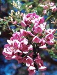 Image result for Virgilia