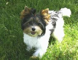 Biewer Yorkie Dogs Puppy Biewer Yorkie Yorkshire Terrier Yorkie Terrier