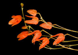 Image result for Microcoelia koehleri