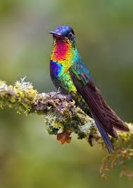 Hummingbirds From Around The World Photos Top 10 Rare Colorful Birds Around The World Most Beautiful P Beautiful Birds Most Beautiful Birds Colorful Birds