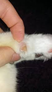 Our nails are flat and lie on top of the tips of our fingers and toes, providing protection for our digits. Infected Claw Thecatsite