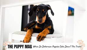 Check the table of contents and skip to what you want to know most. When Do Doberman Puppies Calm Down The Truth Advice The Puppy Mag