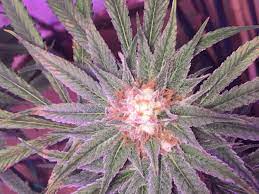 Peanutbutter Gelato Slanted Farms Seed Company Cannabis Strain Info