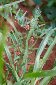 Image result for Stylochaeton puberulus