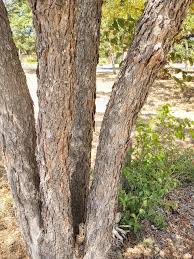 Image result for Sapindus saponaria