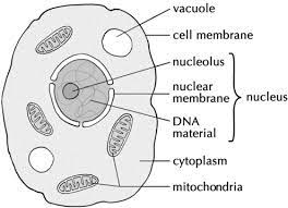As a result, most animal cells are round and flexible, whereas most plant cells are rectangular and rigid. Download A Drawing Of A Typical Animal Cell Easy Drawing Of Animal Cell Png Image With No Background Pngkey Com