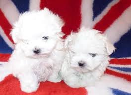 Micro teacup puppies for sale. Two Teacup Maltese Puppies Needs A New Family For Sale In Nashville Tennessee Classified Americanlisted Com
