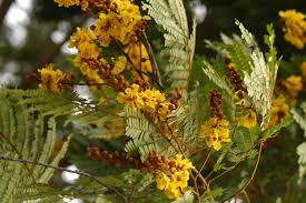 Image result for Peltophorum africanum