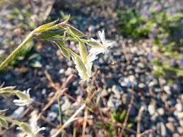 Image result for Silene burchellii