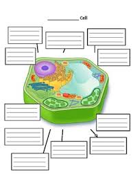 The cell •a cell is the smallest unit that. Plant And Animal Cells Structure And Function Manipulative And Diagrams