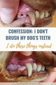 I Don T Brush My Dog S Teeth I Did This Instead Dog Teeth Cleaning Dog Teeth Dog Toothpaste