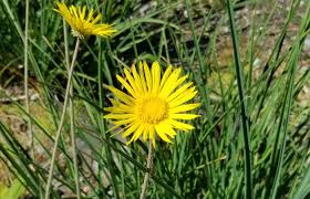 Image result for Haplocarpha scaposa