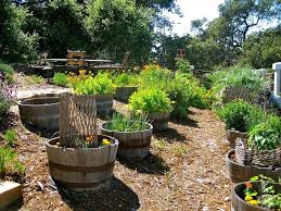Best Edible Garden Ideas For An Organic Healthy Lifestyle Wine Barrel Garden Barrel Garden Planters Rustic Landscaping